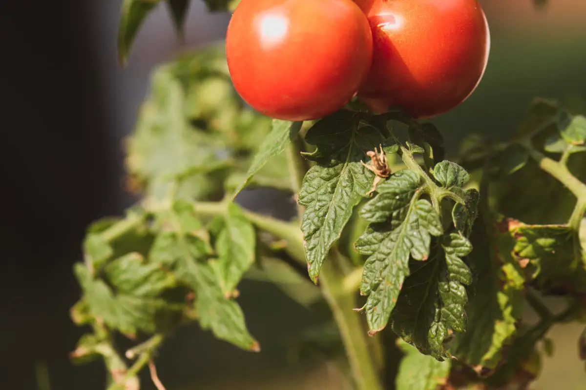 Why Are The Leaves On My Tomato Plant Turning Brown Understanding Causes And Solutions
