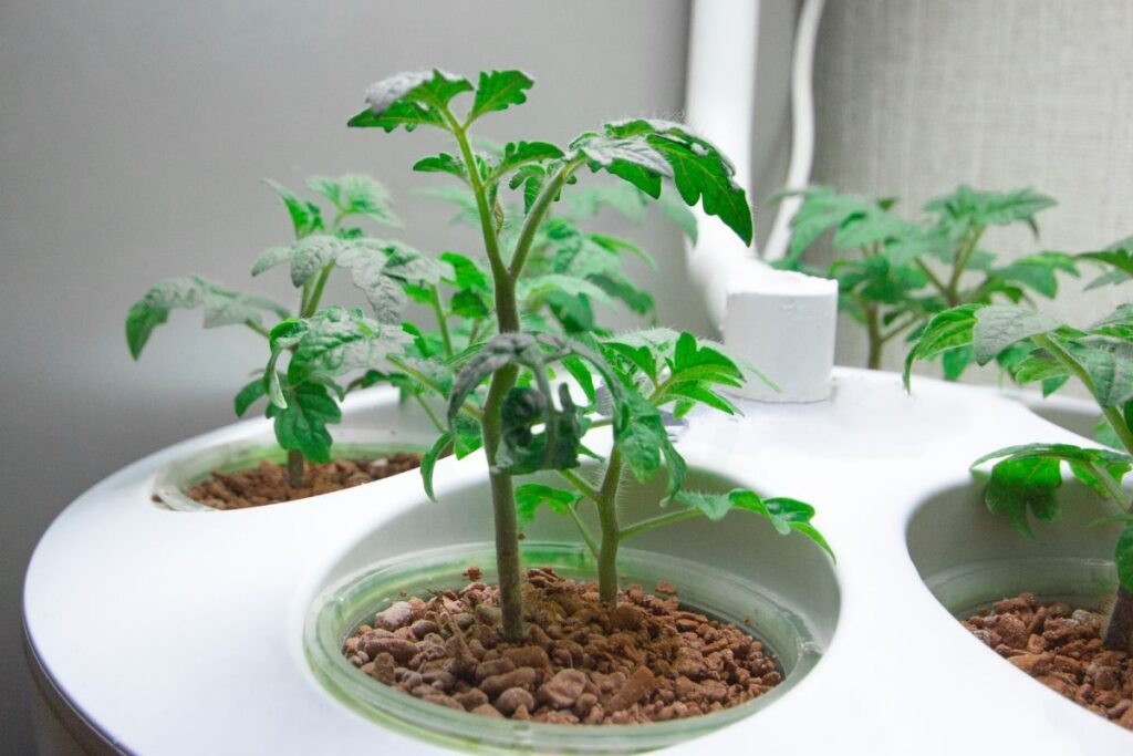 How Long for Tomato Plants to Grow