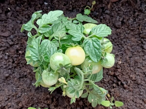 How Long for Tomato Plants to Grow: Growth Timeline & Speed