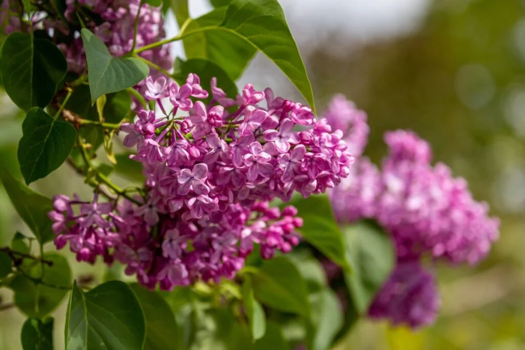 When is the Best Time to Transplant a Lilac Bush