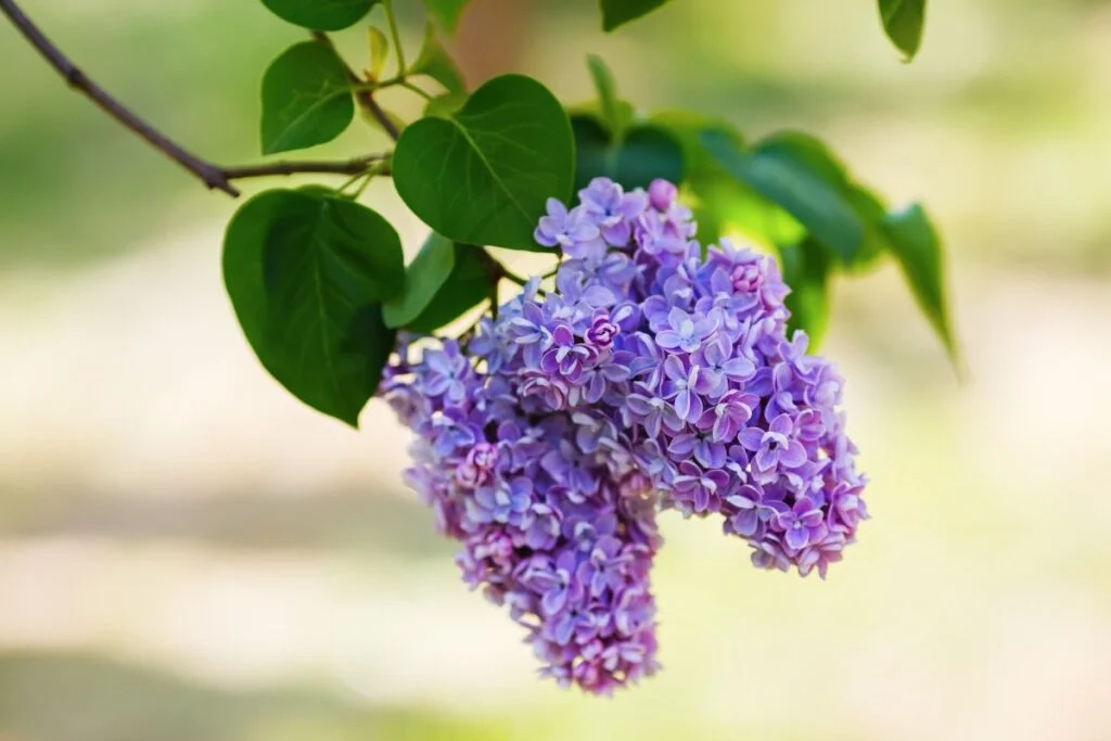 When is the Best Time to Transplant a Lilac Bush