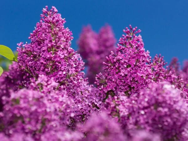 Variegated Lilac Bush: Planting, Care & Landscaping Guide