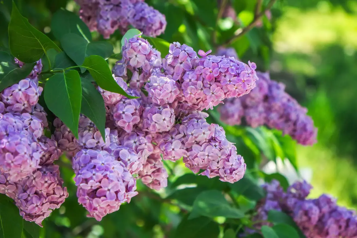 When To Trim Lilac Bushes In Michigan Expert Pruning Guide