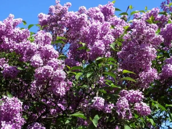 When to Trim Lilac Bushes in Michigan: Expert Pruning Guide