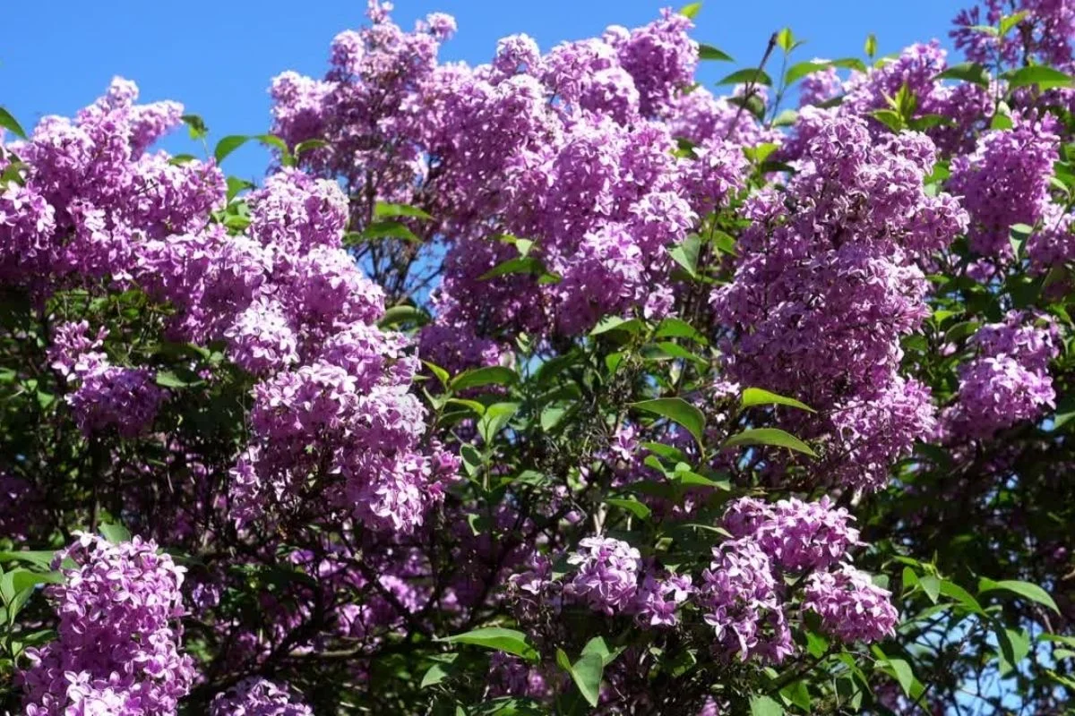 When to Trim Lilac Bushes in Michigan: Expert Pruning Guide