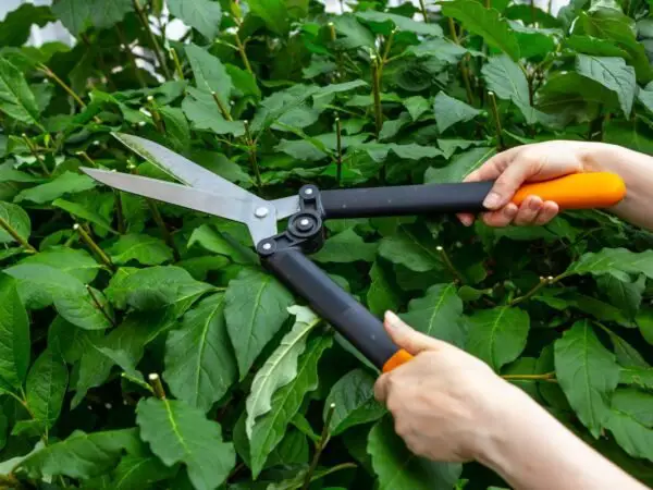 When to Trim Lilac Bushes in Ohio: Expert Pruning Guide