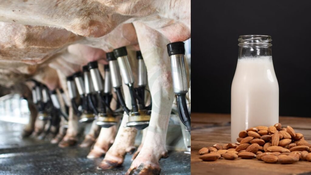 Dairy vs. Almond Milk
