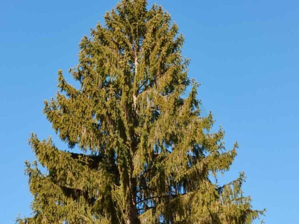 How Fast Do Norway Spruce Trees Grow: Enhancing Growth Rates