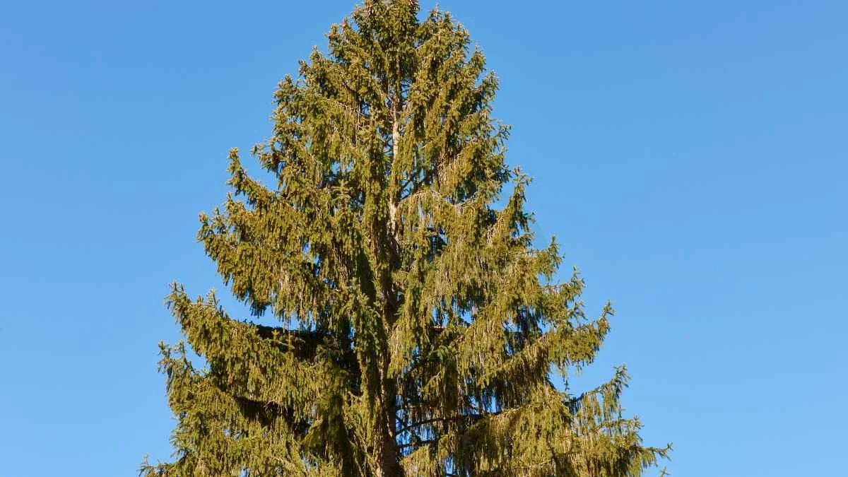 How Fast Do Norway Spruce Trees Grow: Enhancing Growth Rates