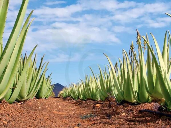 How Long Does Aloe Vera Last? Tips for Freshness!
