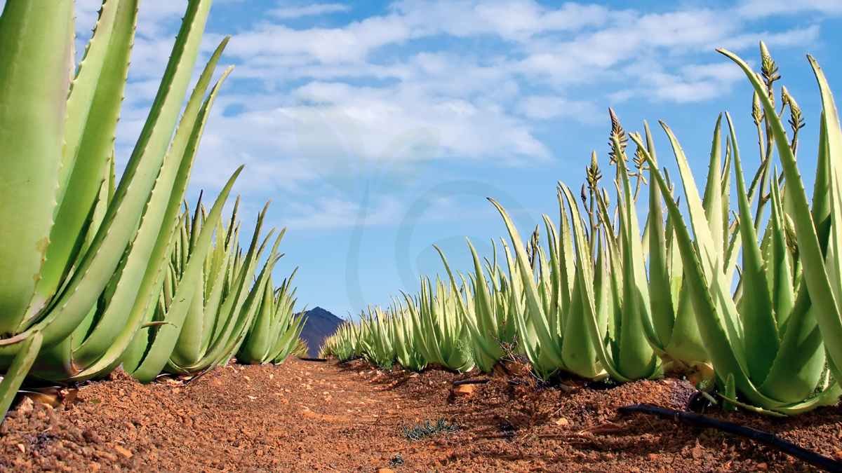 How Long Does Aloe Vera Last? Tips for Freshness!