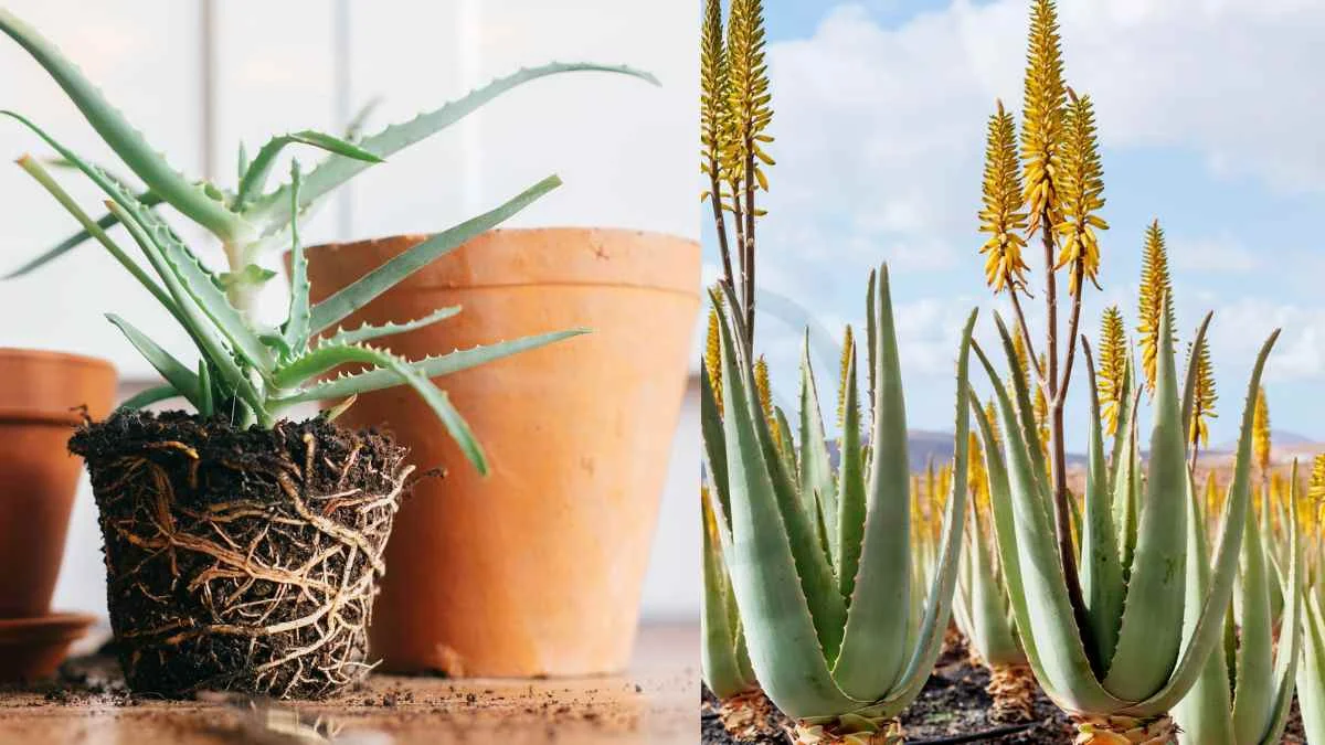 Aloe Vera Indoor or Outdoor Plant: Ultimate Care Guide