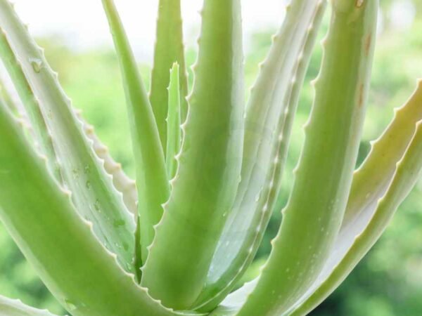 How Long Does It Take for Aloe Vera to Grow: A Complete Guide