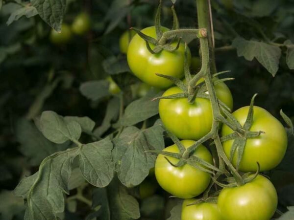 Are Tomato Plants Perennials: Overwintering Tips & Techniques