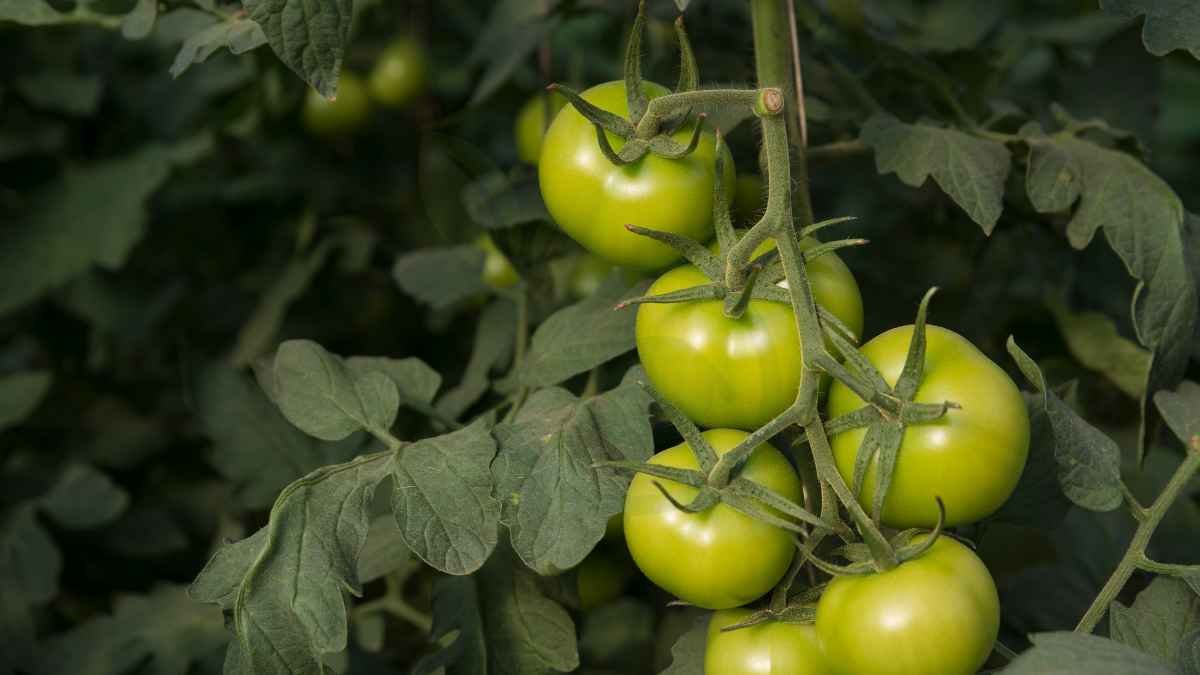 Are Tomato Plants Perennials: Overwintering Tips & Techniques