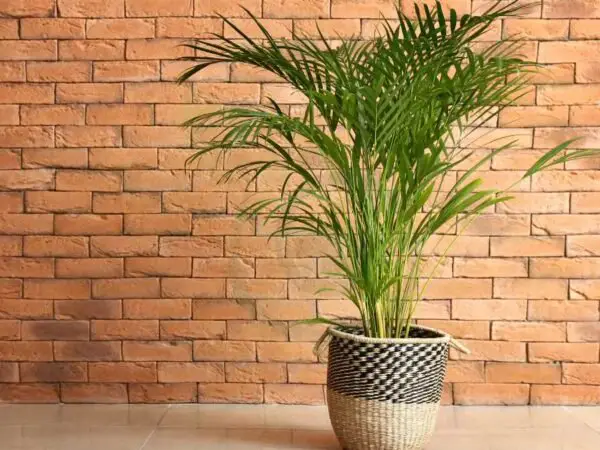 Areca Palm Benefits: Top 10 Advantages & Health Benefits