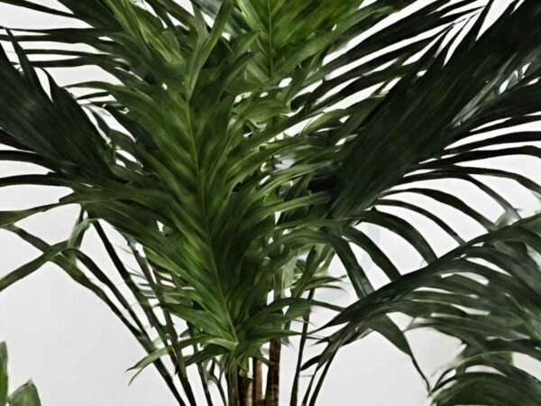 Areca Palm Black Spots on Stems: Understanding Causes & Treatment