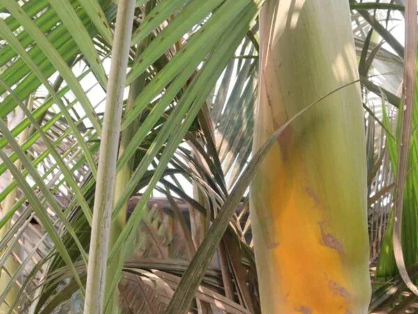 Areca Palm Botanical Name: Complete Guide