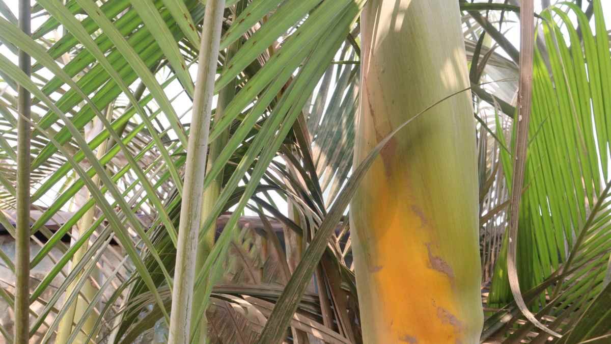 Areca Palm Botanical Name: Complete Guide