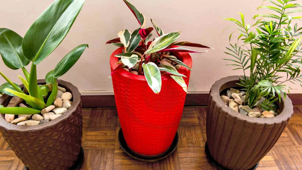 Areca Palm Care Indoor: Essential Tips & Techniques