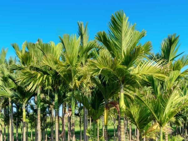 Areca Palm Care Outdoor: Complete Guide