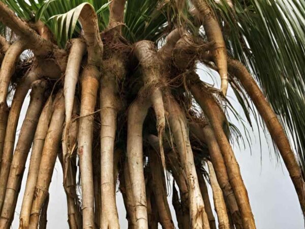 Areca Palm Roots: Care Essentials & Effective Management