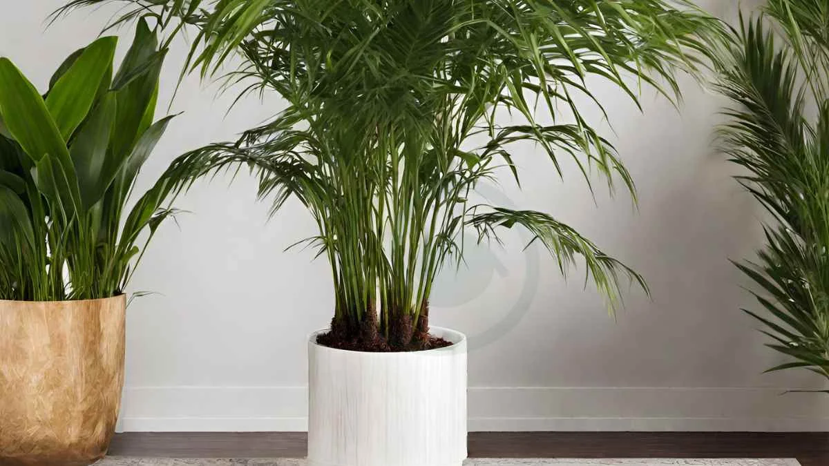 Areca Palm Cold Hardiness: Ultimate Guide