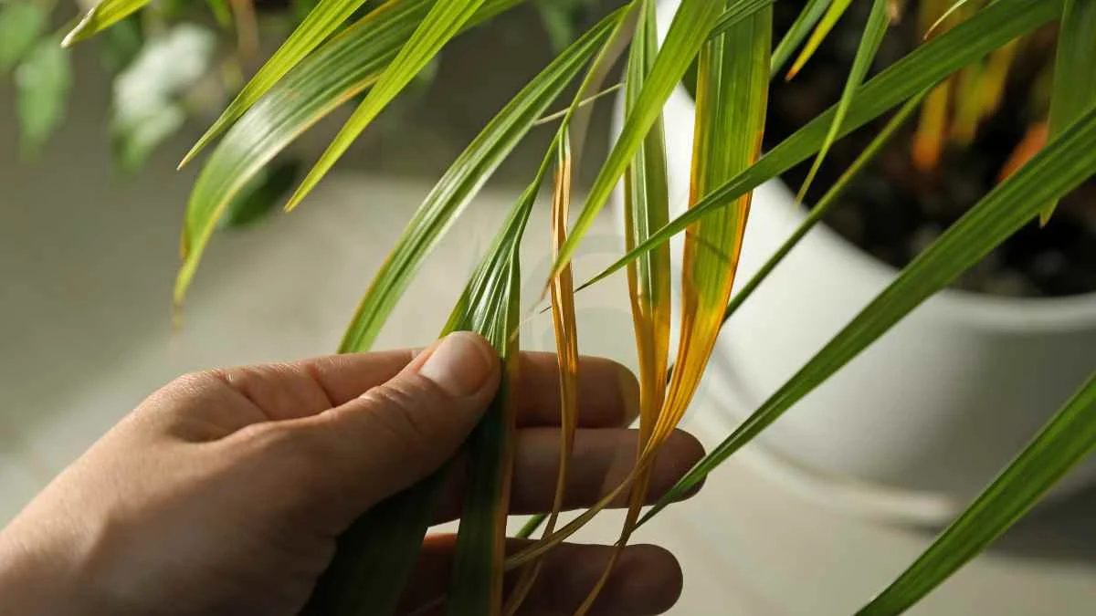 Areca Palm Diseases: Identifying Symptoms, Treatment & Prevention