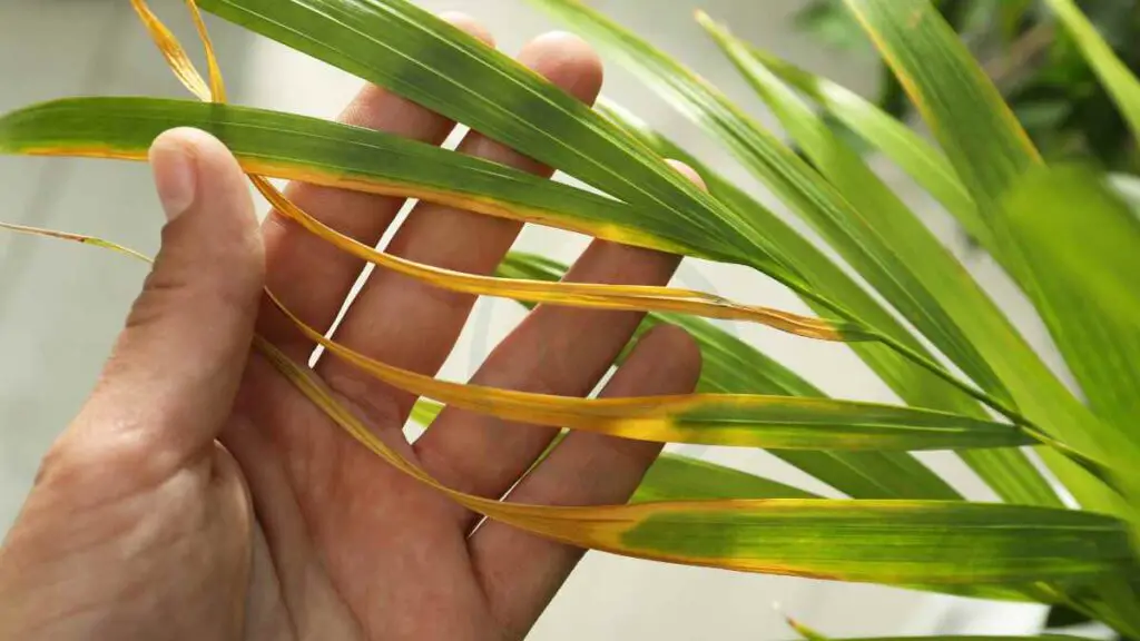 Identifying Areca Diseases