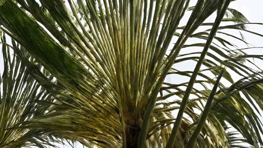 Areca Palm Dying