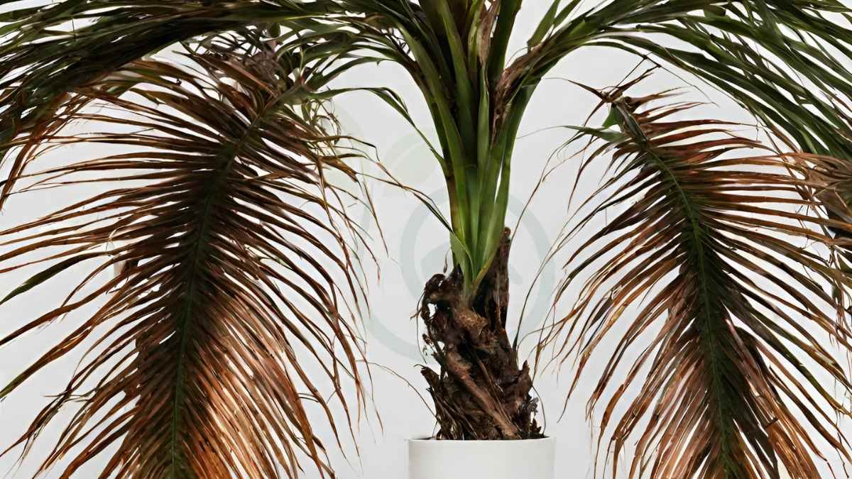 Areca Palm Dying: Recognizing Signs & Reviving Tips