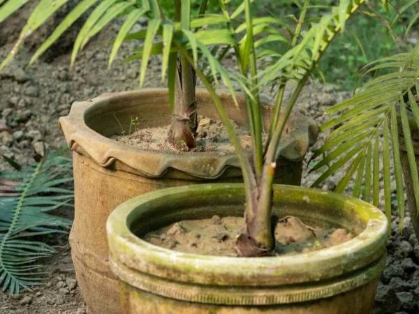 Areca Palm Growth Rate: Optimal Conditions & Care