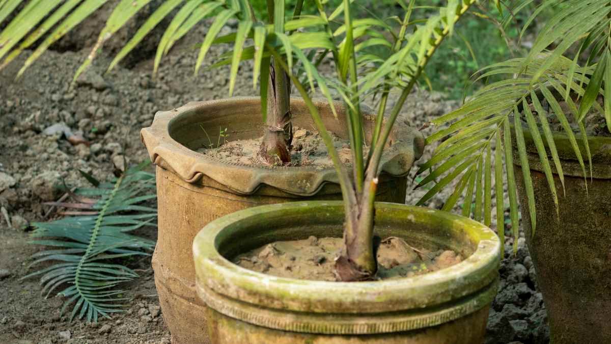Areca Palm Growth Rate: Optimal Conditions & Care