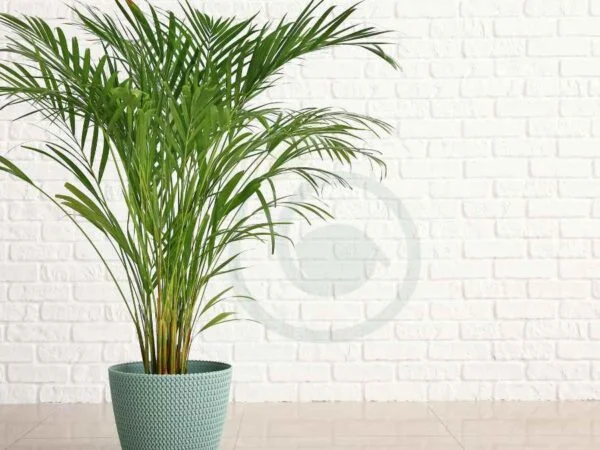 Areca Palm Height: Optimal Care Guide