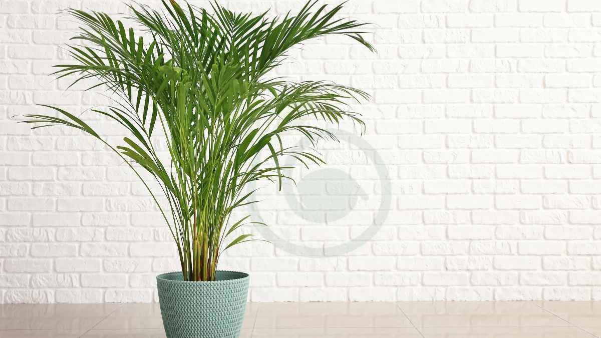 Areca Palm Height: Optimal Care Guide