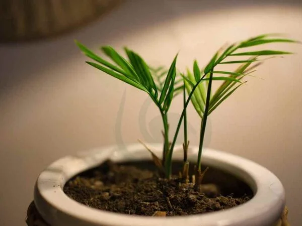Areca Palm Houseplant Care: Essential Tips & Techniques