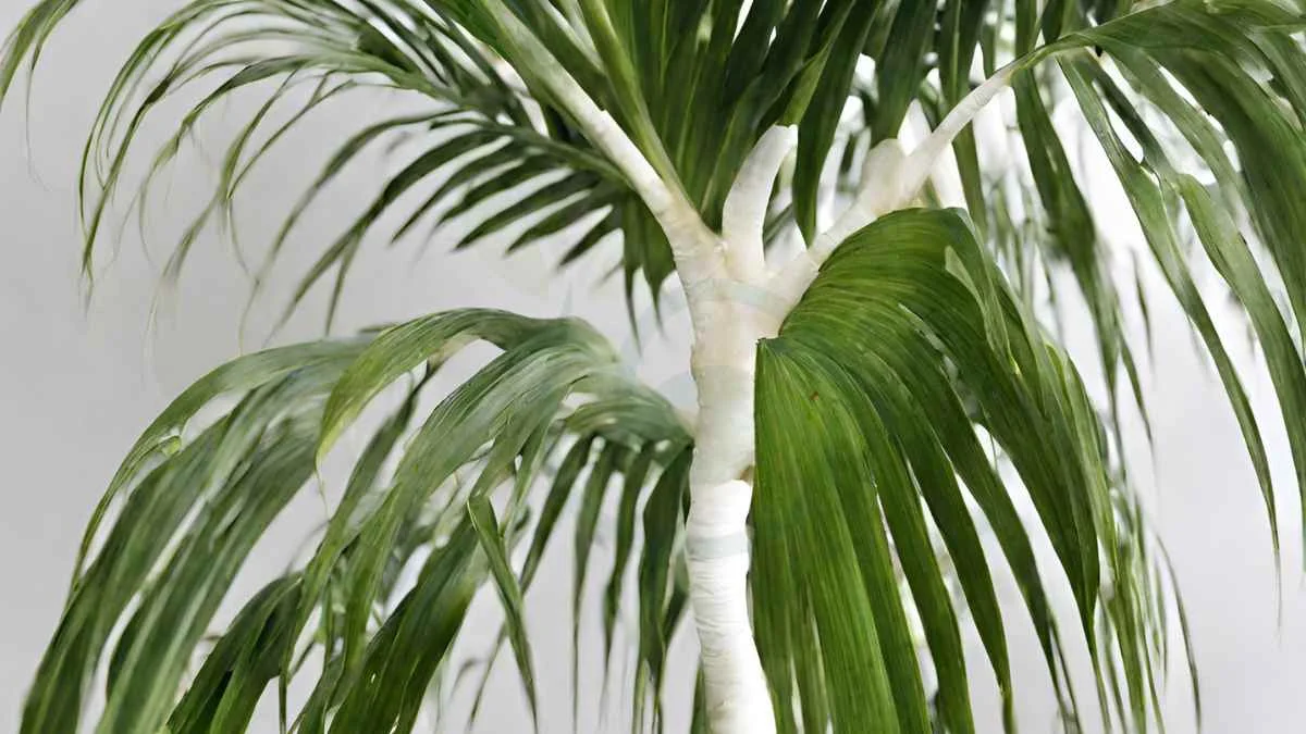 Areca Palm White Fungus: Identification & Treatment Guide