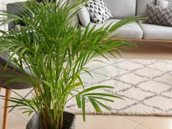Areca Palm Leaves Curling: Causes and Solutions