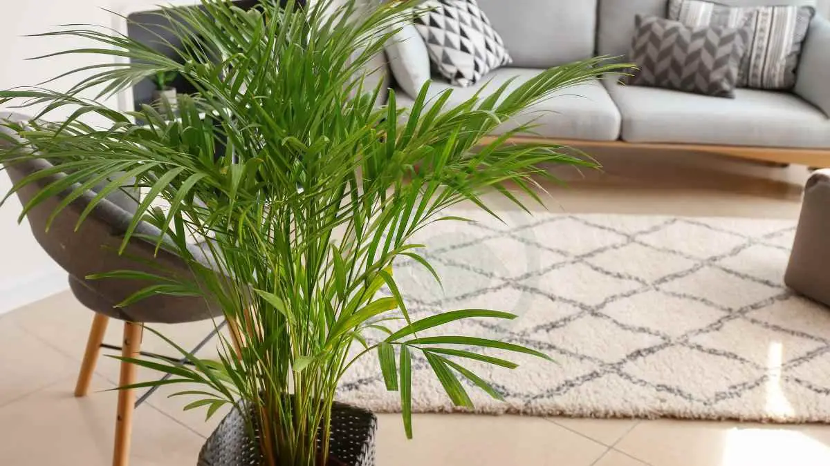 Areca Palm Leaves Curling: Causes and Solutions