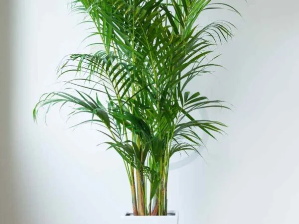 Areca Palm Light Requirements: Essential Care Tips & Troubleshooting
