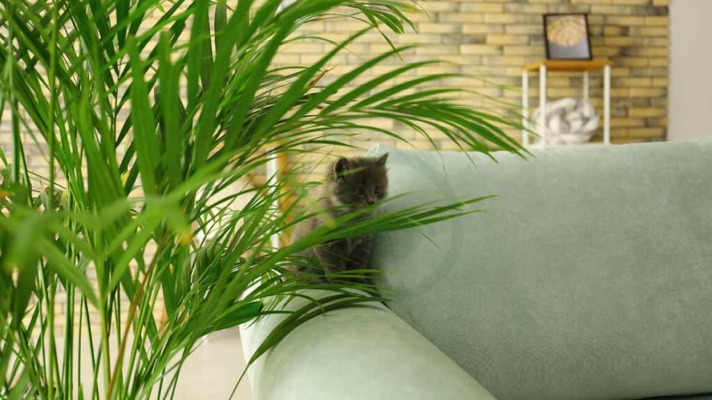 Areca Palm and Cats