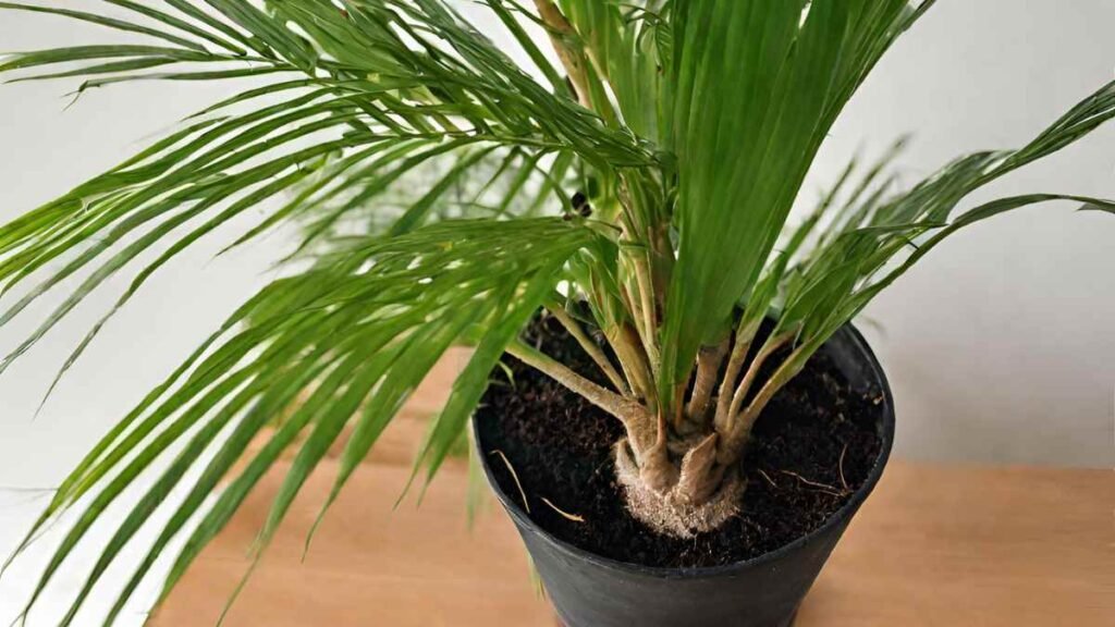 Planting Propagated Palms