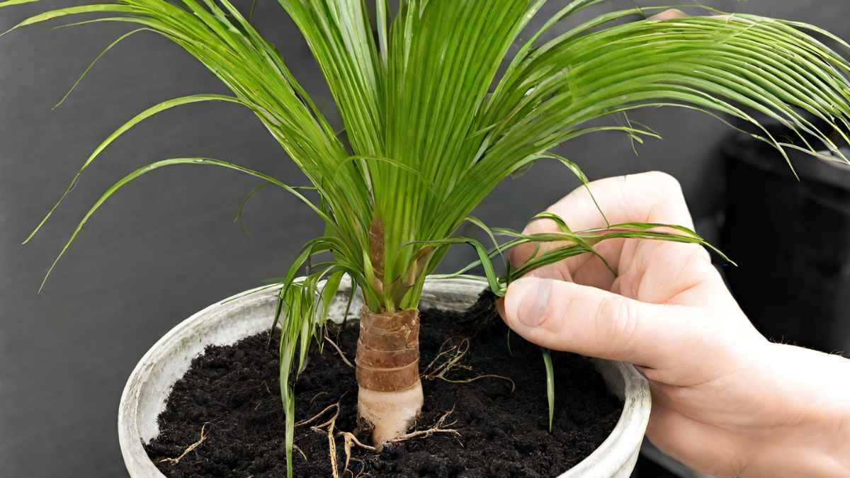 Areca Palm Propagation: Step-by-Step Guide