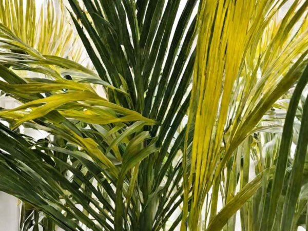 Areca Palm Turning Yellow: Understanding Causes & Solutions