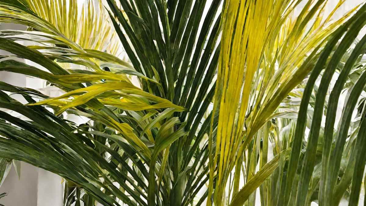 Areca Palm Turning Yellow: Understanding Causes & Solutions