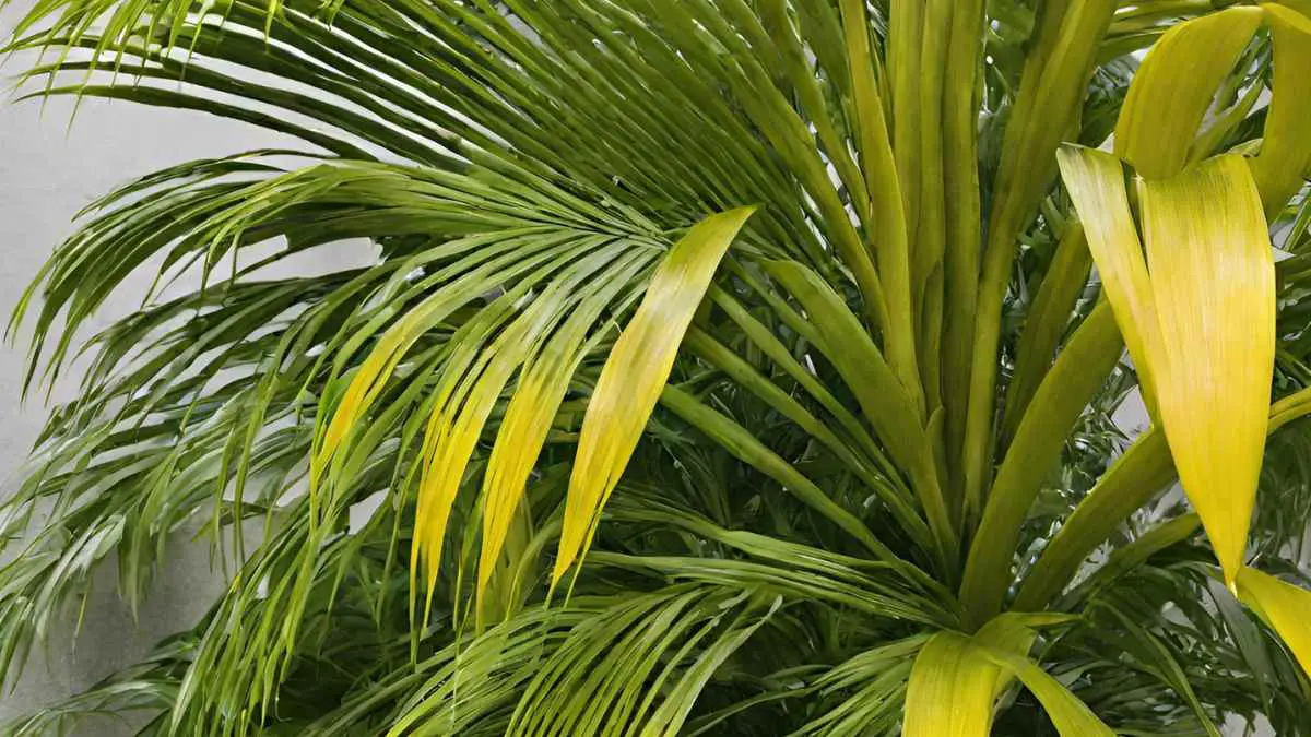 Areca Palm Turning Yellow Understanding Causes & Solutions
