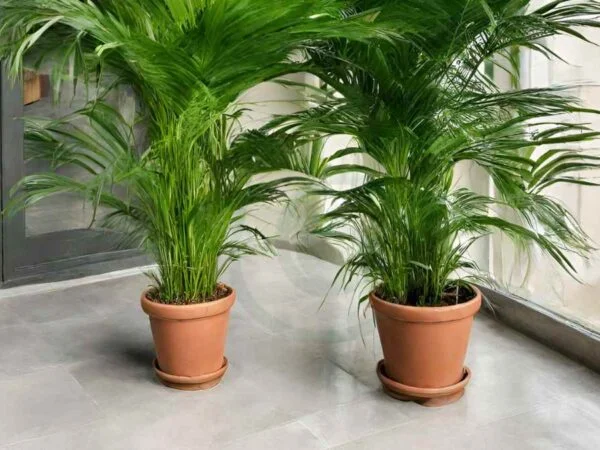 Areca Palm Watering: Essential Tips & Techniques
