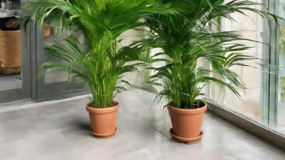 Areca Palm Watering: Essential Tips & Techniques