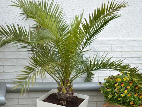 Areca Palm vs Majesty Palm: Identifying, Comparing & Choosing