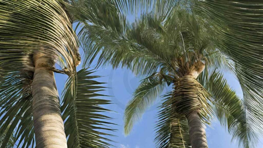 Areca Palms Grow in Florida